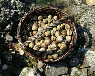 Pêche à pied Ile d'Oléron